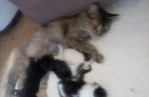 Connie 1 nursing kittens. Not her own kittens.